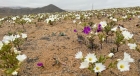 Încălzirea globală face și bine: În cel mai arid deșert din lume au răsărit milioane de flori!
