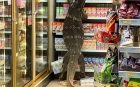 E viral! O şopârlă de aproape doi metri se caţără pe raftul unui supermarket în strigătele disperate ale cumpărătorilor