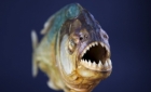 Exemplar Piranha descoperit într-un râu din România. Peștele trăiește în mod normal în America de Sud
