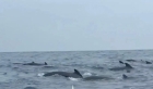 Misterul balenelor care înoată în cerc. Un bărbat aflat în mare s-a trezit în mijlocul lor și a avut parte de un șoc
