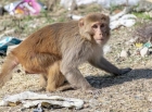 Oamenii de ştiinţă au reuşit să cloneze o maimuţă rhesus. Clonarea primatelor era considerată extrem de dificilă iar cea umană aproape imposibilă