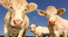 Prima țară din lume care pune taxă pe emisiile de metan provocate de flatulenţa vacilor şi porcilor
