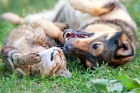 Prima lege europeană pentru bunăstarea câinilor și pisicilor: statele membre ar putea fi obligate să respecte 'standarde minime' pentru animalele de companie
