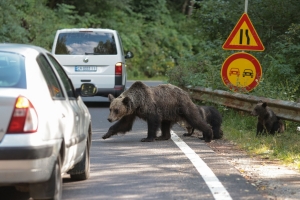 Ursii au inceput sa umble zilnic pe strazile de lângă Brașov. Localnicii trăiesc în teroare: 