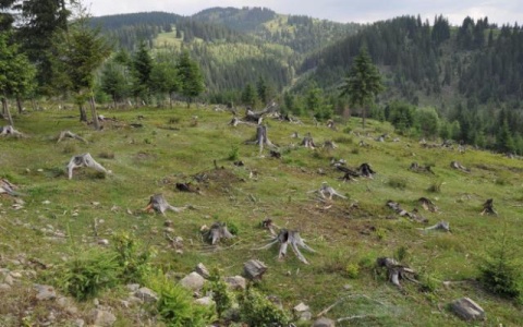 Defrișările ilegale de pădure se văd din satelit. Hoții de ...