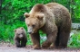 E mai grav ca oricand! Copil de 8 ani atacat de urs în judeţul Covasna