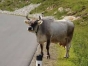 Familia unei femei ucise de o vaca in Tirol cere daune de 360.000 de euro