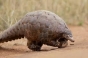 O nouă specie de pangolin a fost descoperită în România. Cea mai veche ramură din Europa a fost botezata "Smutsia olteniensis"