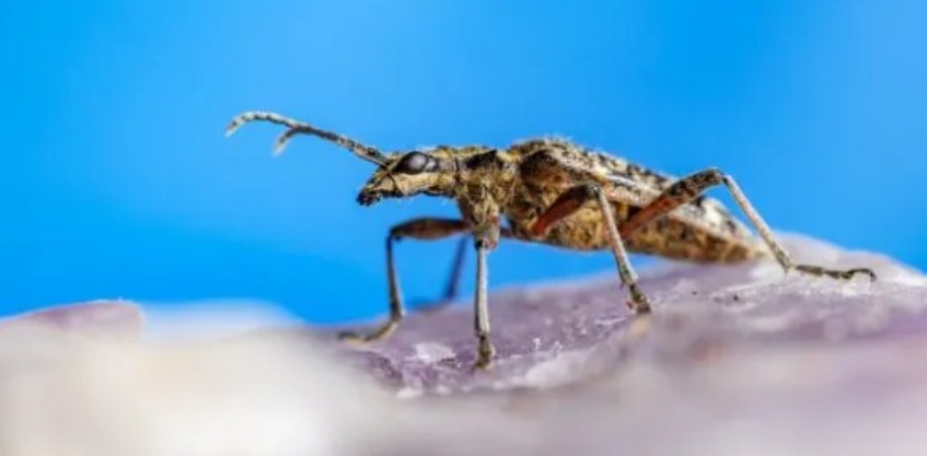 Bulgaria vrea să fie lider regional în producerea proteinelor din insecte. Antreprenorii cer statului să fie mai activ în reglementarea acestei afaceri!
