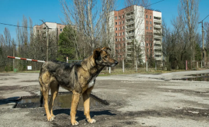 Câinii din zona Cernobîl evoluează genetic într-un mod diferit. Oamenii de stiință au rămas surprinși după examinarea a peste 300 de animale