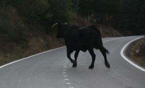 Carambol cu taur pe DN1: cornuta și-a măsurat forțele cu un autobuz și două autoturisme!