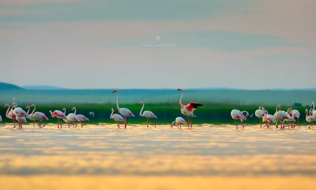 Ce s-a întâmplat cu colonia de păsări Flamingo care apăruse în Dobrogea: 