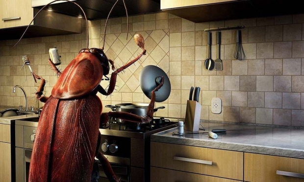 Cum au reușit gândacii de bucătărie să colonizeze locuințele din toate colțurile lumii
