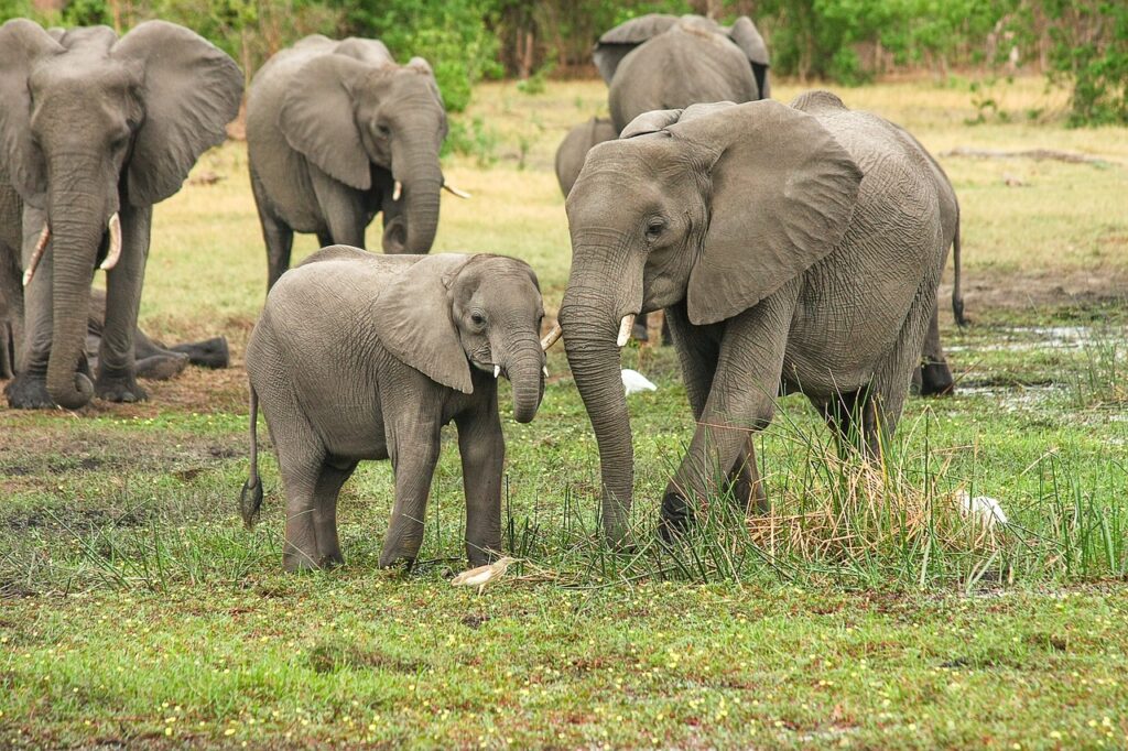 Elefanții africani își spun unii altora pe nume unice, arată un nou studiu: „Tocmai am deschis un pic ușa către mintea elefantului