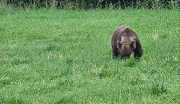 Ministrul Mediului Tanczos Barna a dat nas in nas cu un urs in Covasna