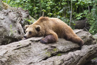 O copila a dat nas in nas cu un urs in parcul central din Sinaia. Cum a reactionat un politist