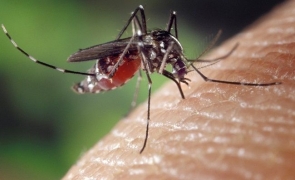 O noua amenintare in Romania: Doi pacienţi infectaţi cu virusul West Nile au decedat!