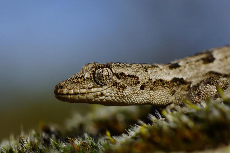 Povestea șopârlelor gecko, aduse accidental din țări exotice, în bagaje sau tiruri cu marfă, și care s-au adaptat și înmulțit în București și alte mari orașe