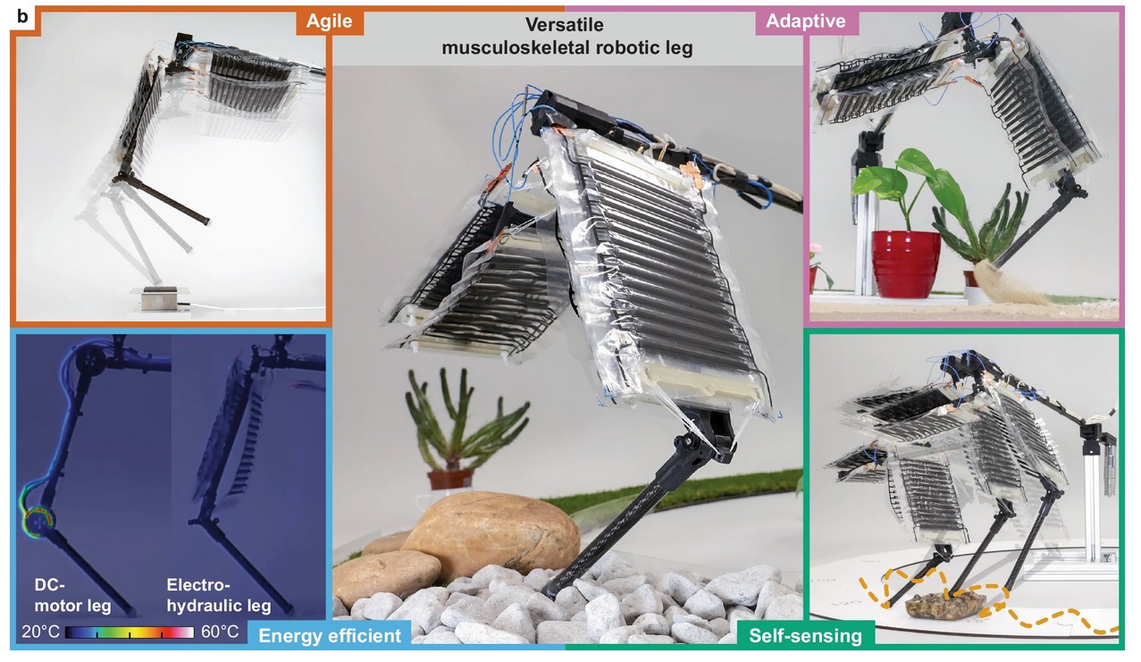 Primul picior robotic cu „muşchi artificiali