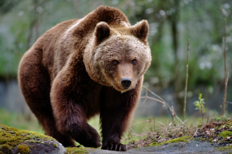 Trei urşi care au intrat în orașul Miercurea Ciuc au fost împușcați de autorităţi: 